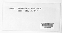 Septoria dianthicola image